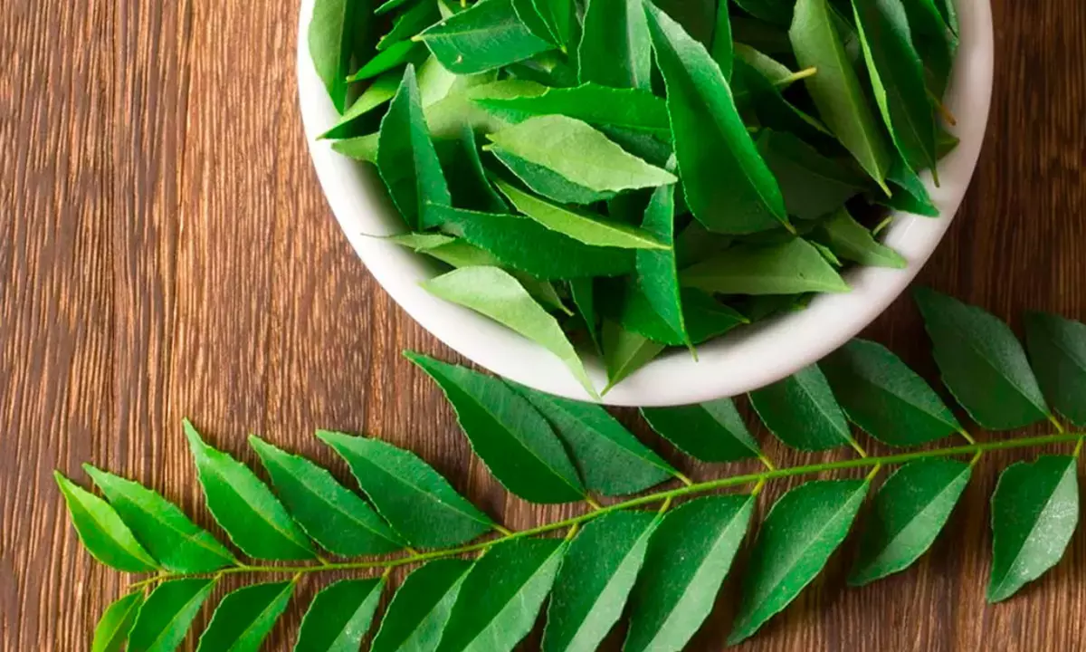 Curry Leaves