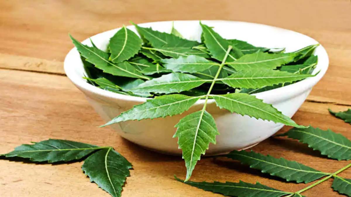 Azadirachta indica(Neem)
