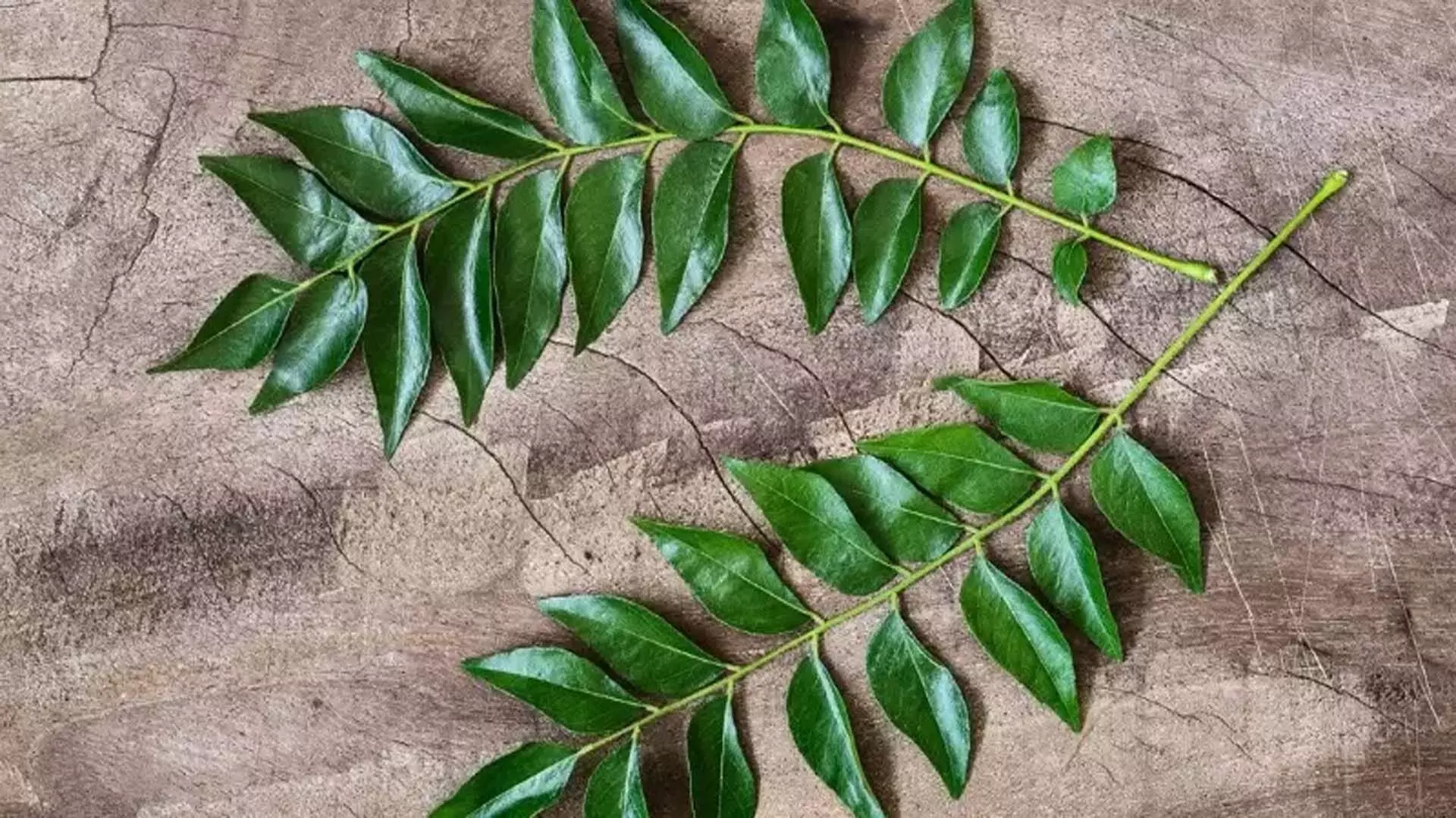Curry Leaves - Image 2