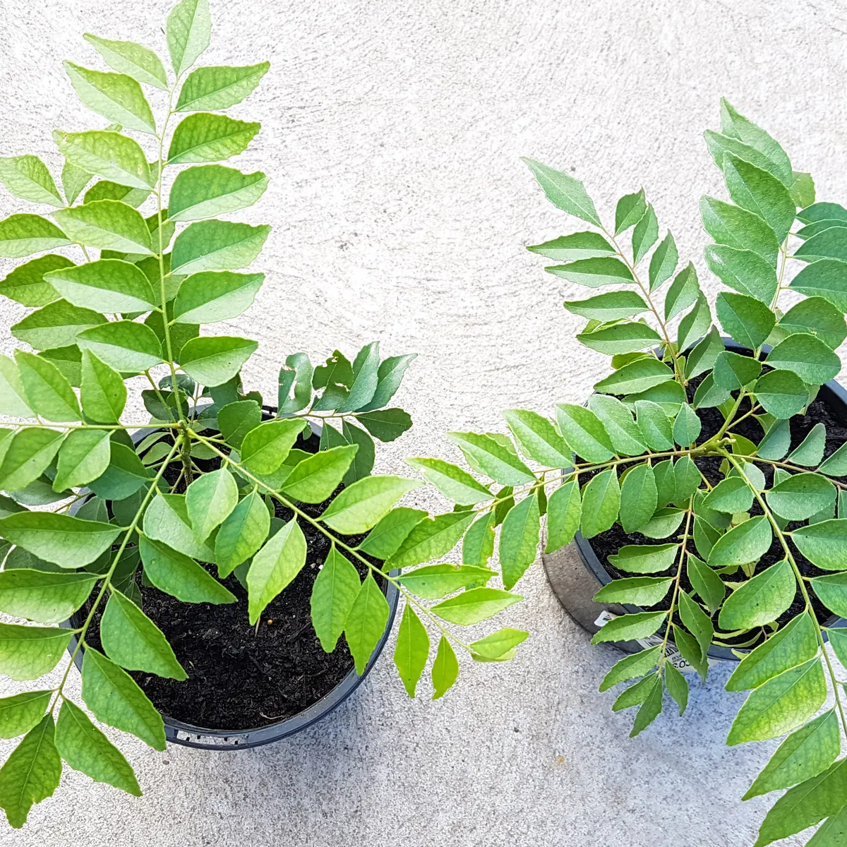 Curry Leaves - Image 5
