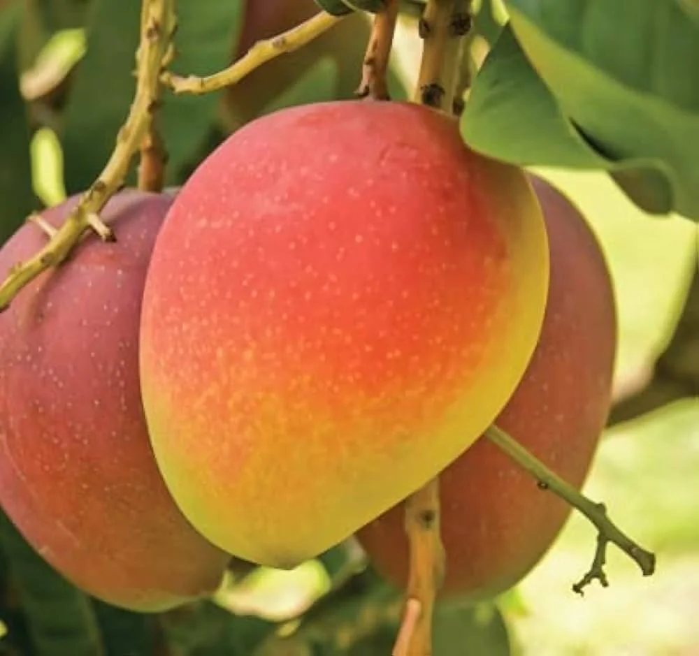 Bari 4 mango