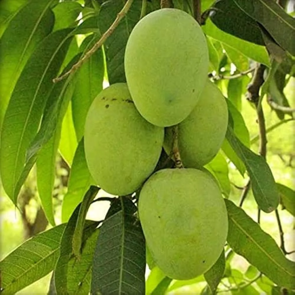 Himsagar Mango