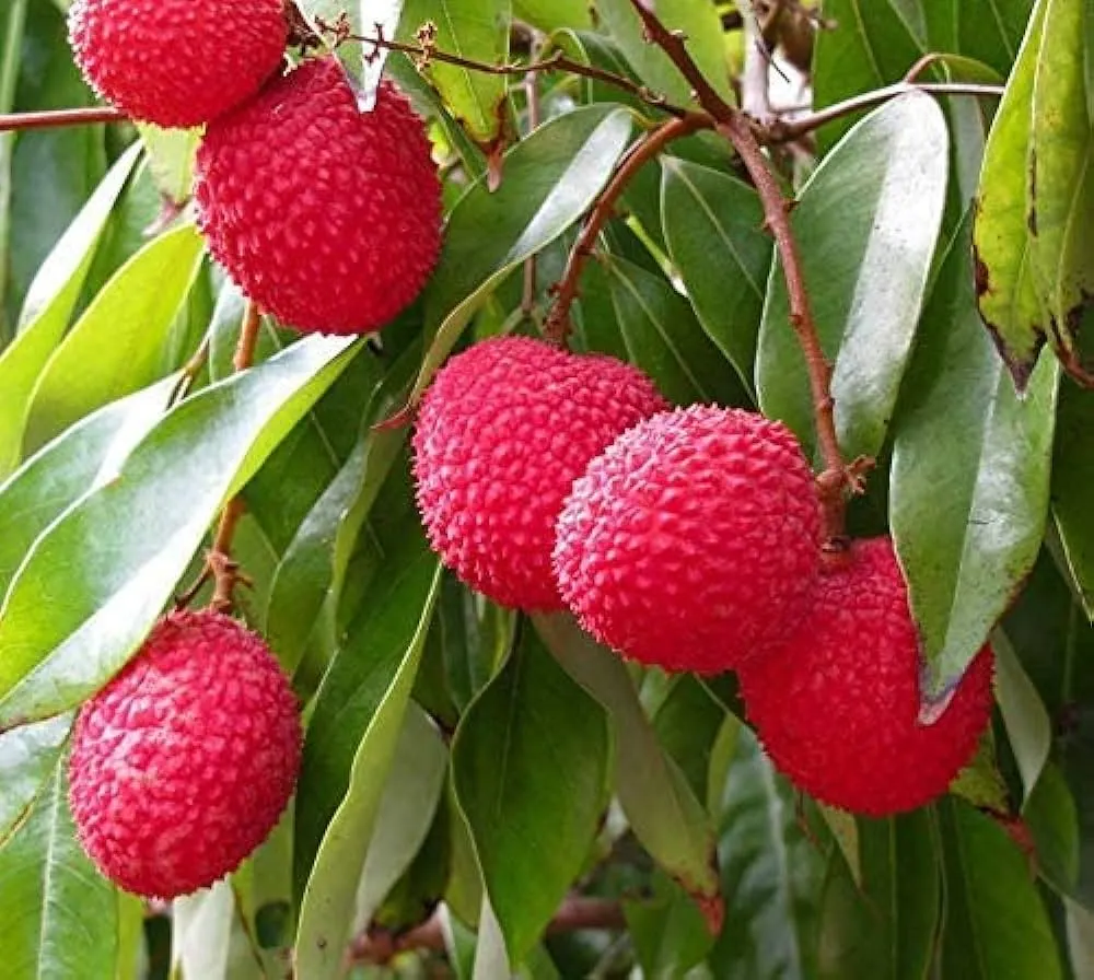 Baitaying Lychee