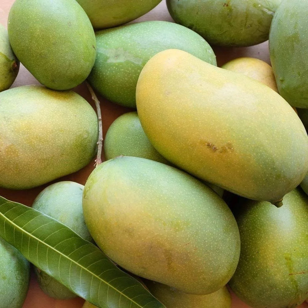Amrapali mango
