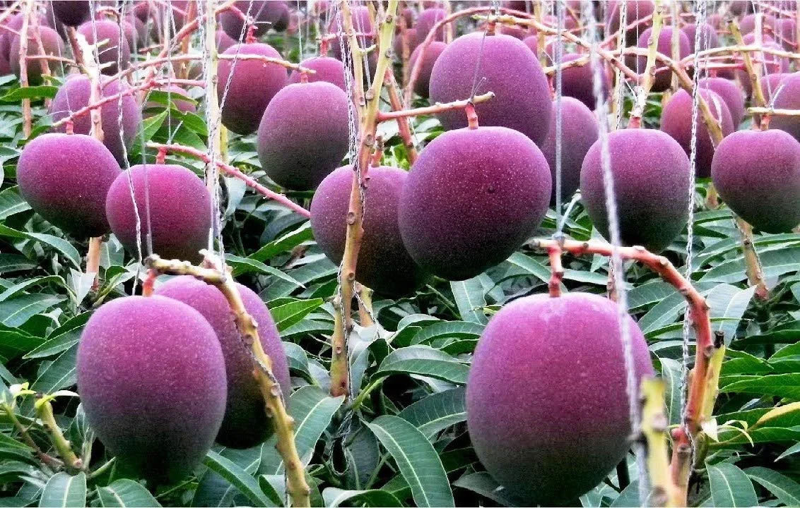 Thai All time mango