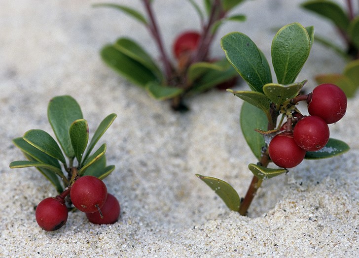 Bearberry
