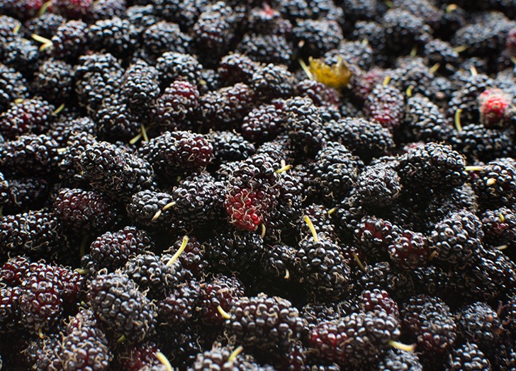 Black Mulberry