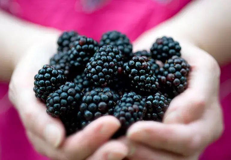 Blackberry