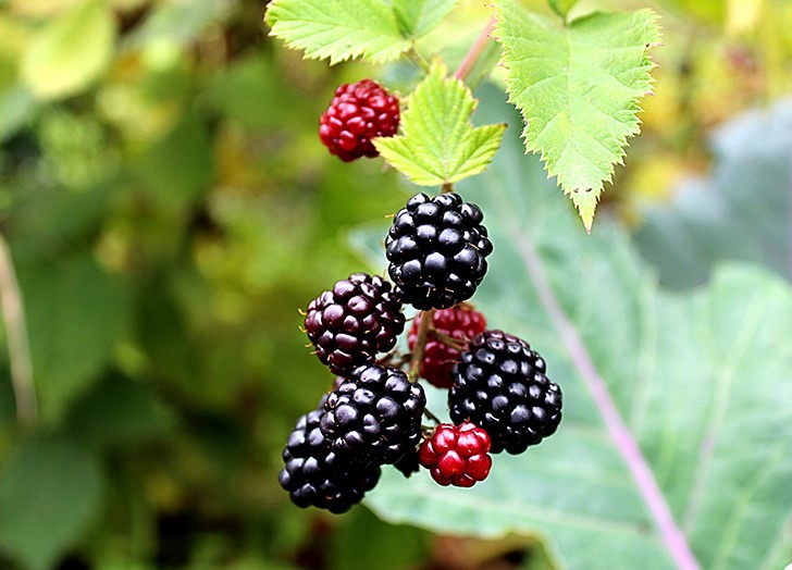 Boysenberry