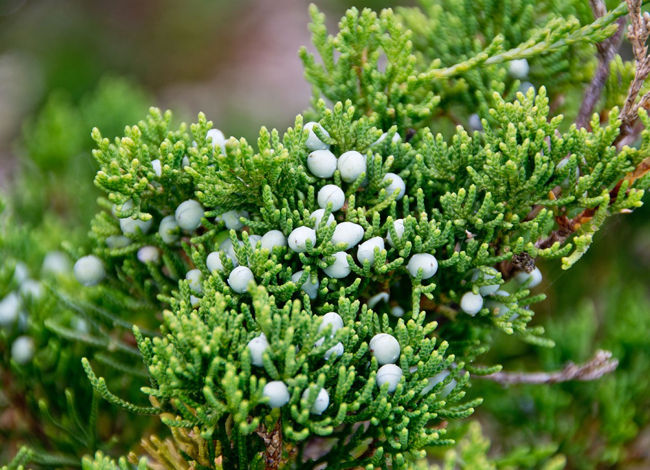 Cedar Berry