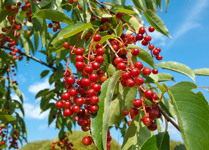 Chokecherry