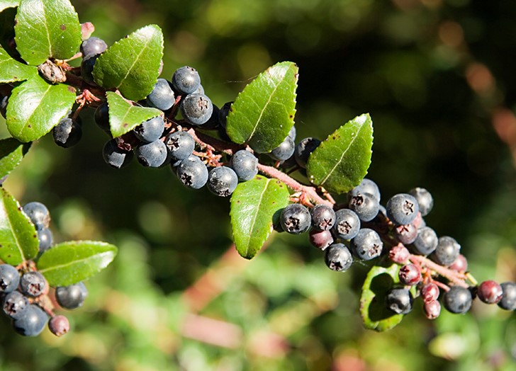 Huckleberry/Bilberry