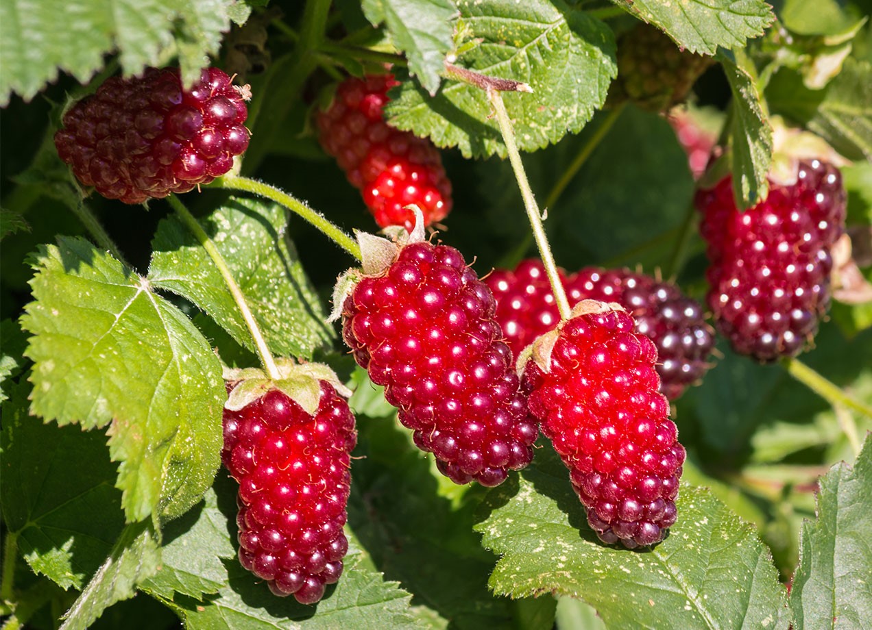 Loganberry