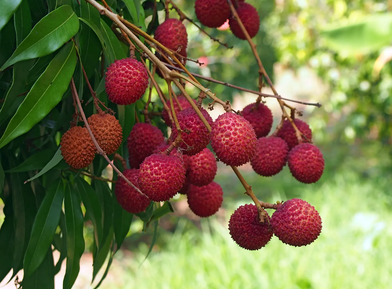 Indian Bengal Lychee - Image 3