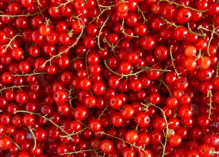 Red Currant