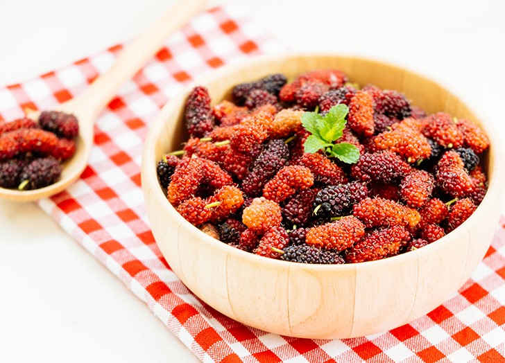 Red Mulberry