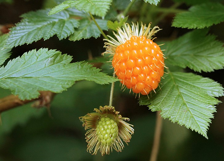 Salmonberry