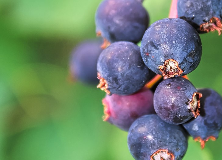 Saskatoon Berry/Juneberry
