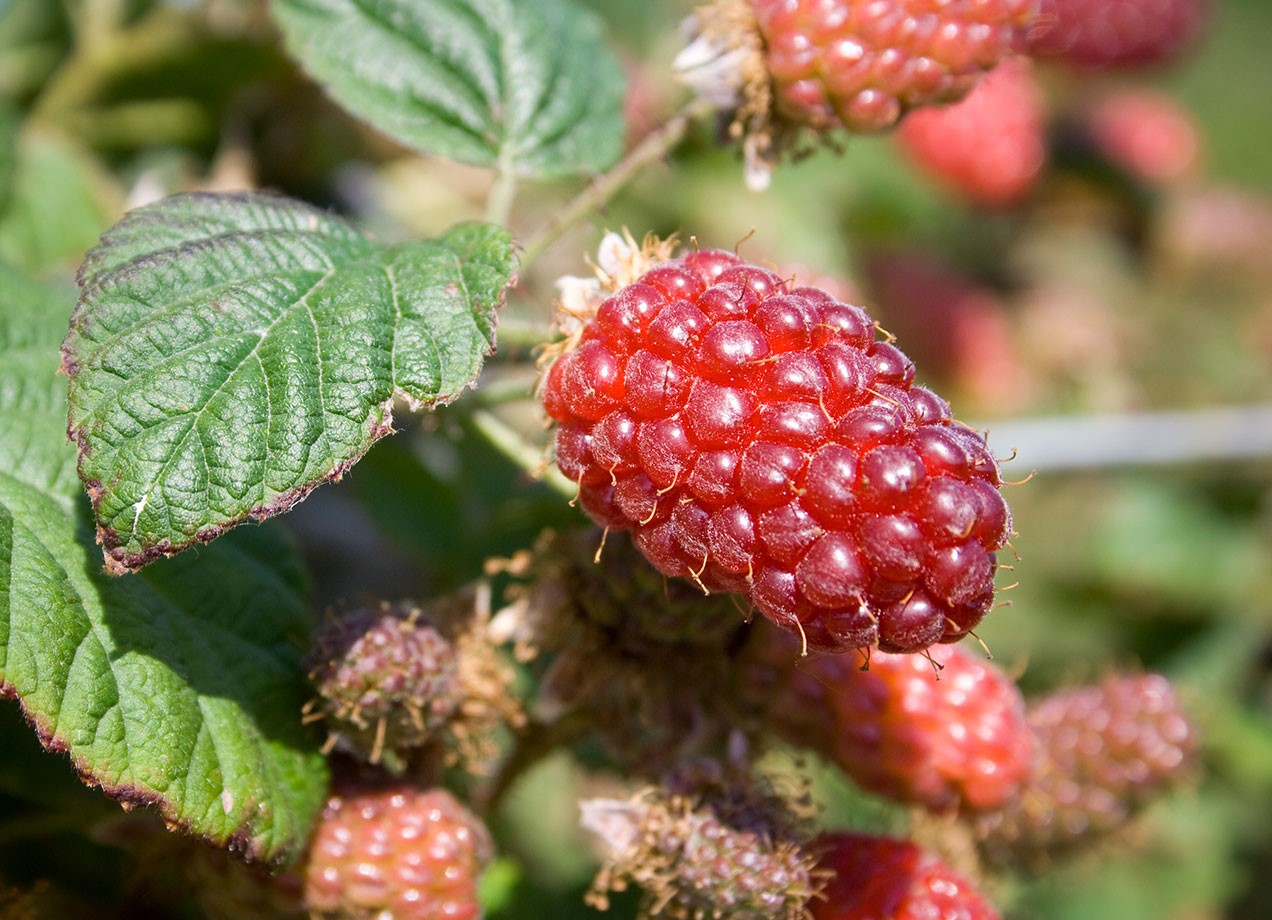 Tayberry