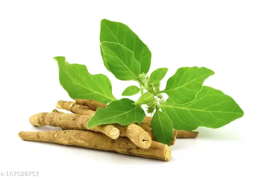 Ashwagandha roots - Image 5