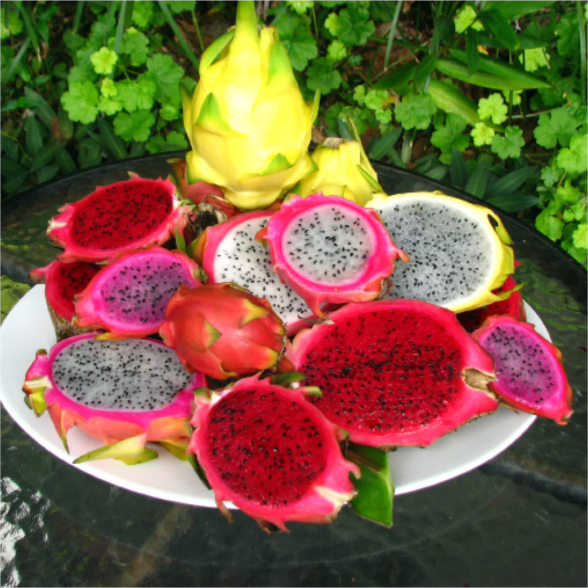 Dragon Fruit - Image 2