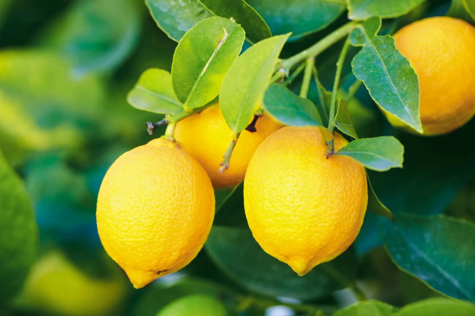 Lemon - Image 3