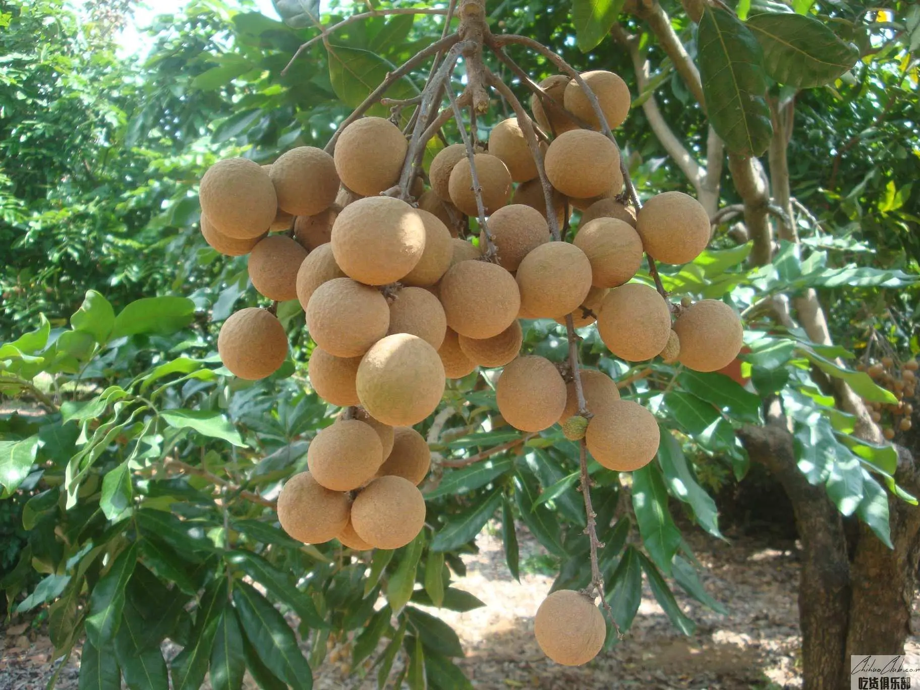 Longan Lychee - Image 5