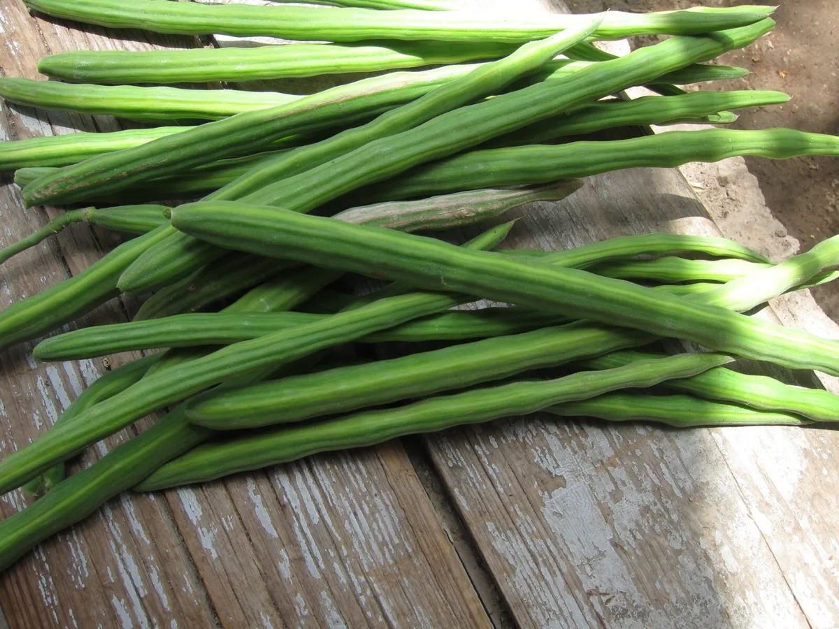 Moringa Drumstick - Image 3
