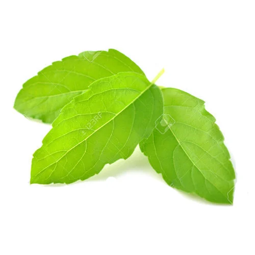 Tulsi - Image 7