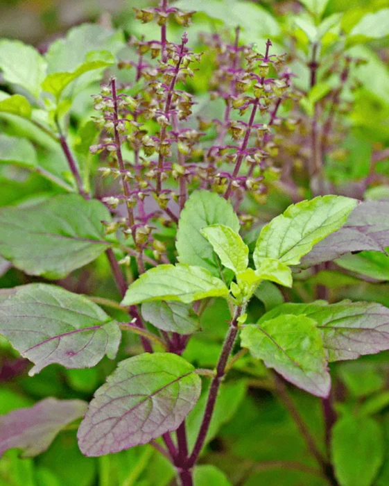 Tulsi - Image 6