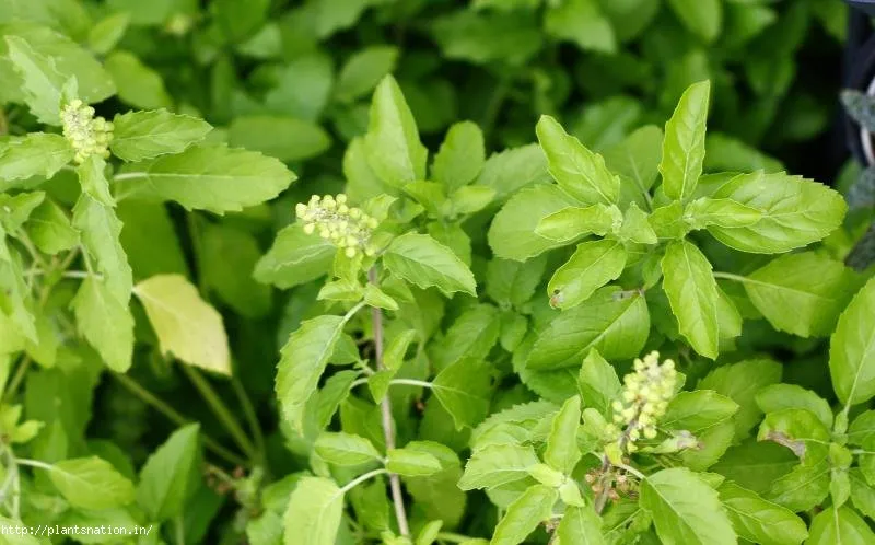 Tulsi - Image 5