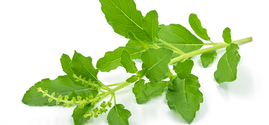 Tulsi - Image 4