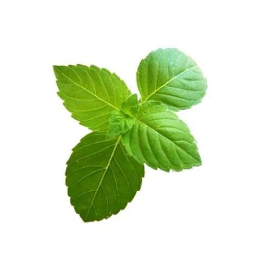 Tulsi - Image 3