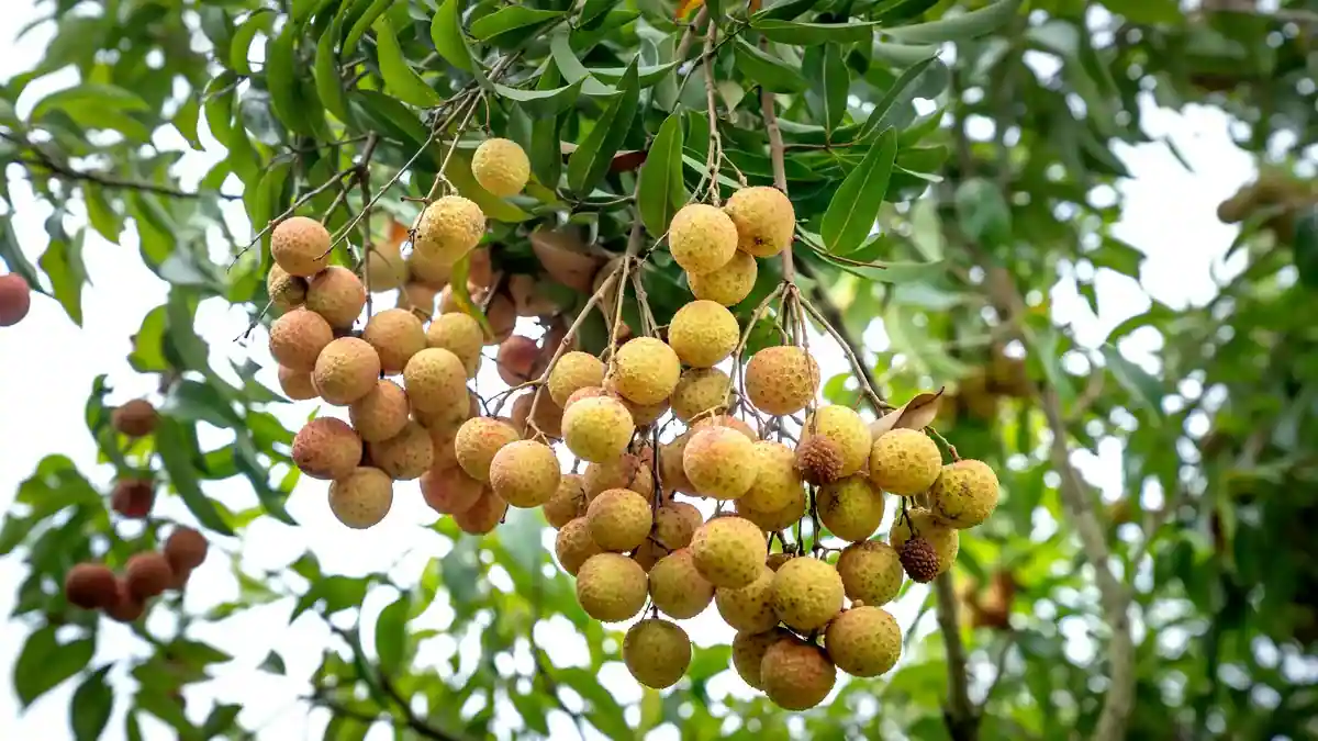 Longan Lychee - Image 3